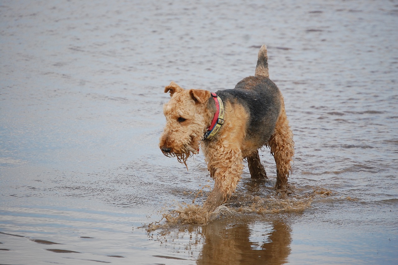 airedale terrier playing free photo