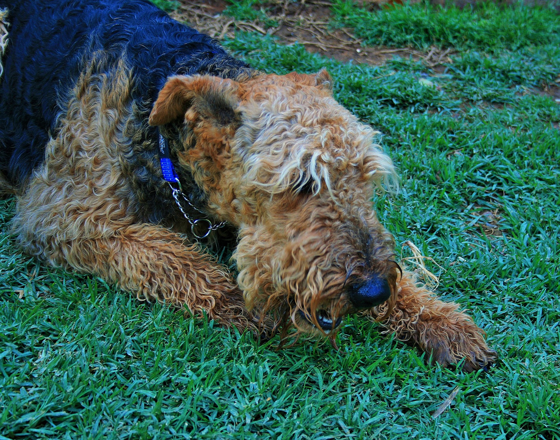 dog airedale terrier free photo