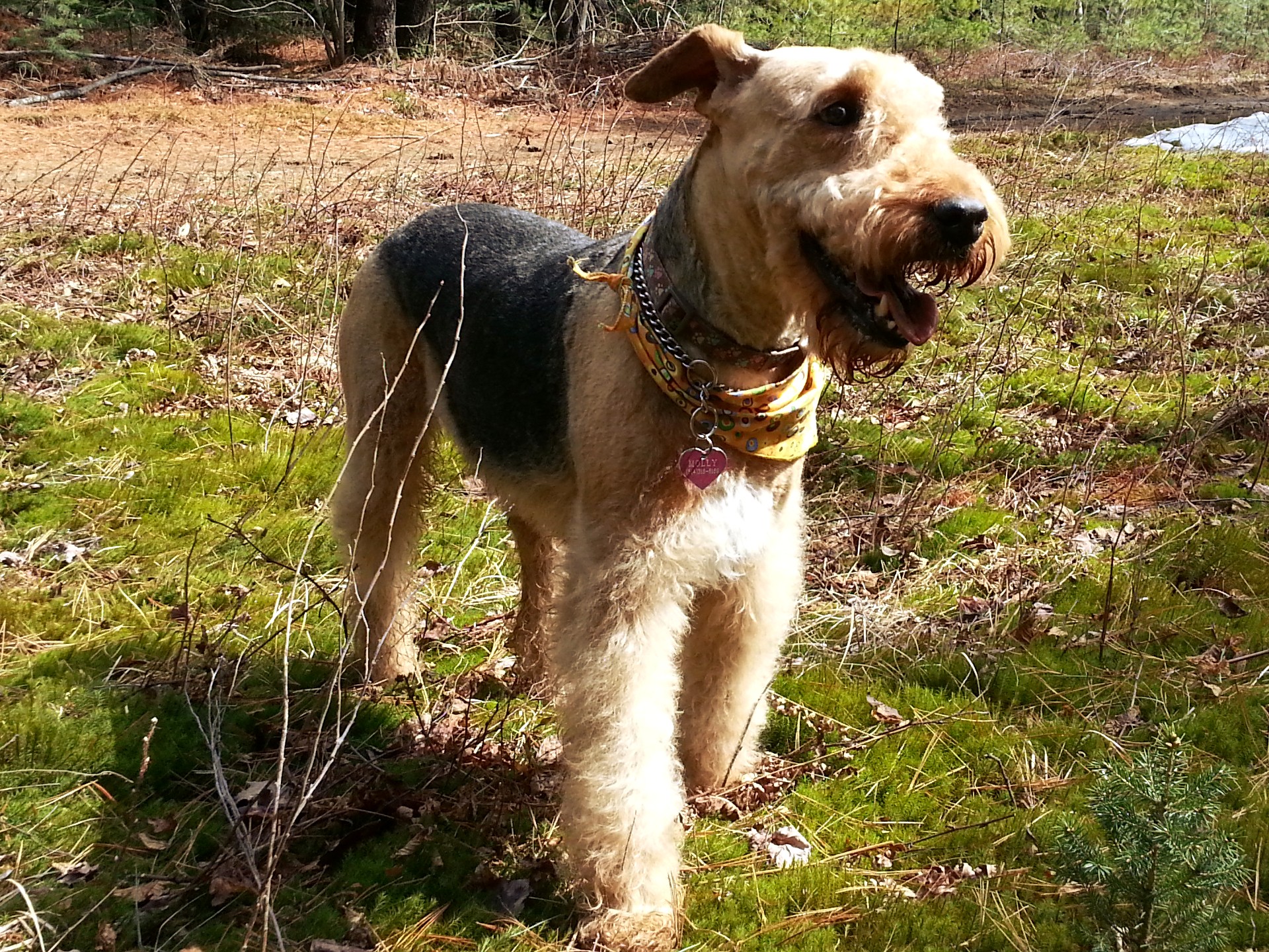 airedale terrier dog free photo