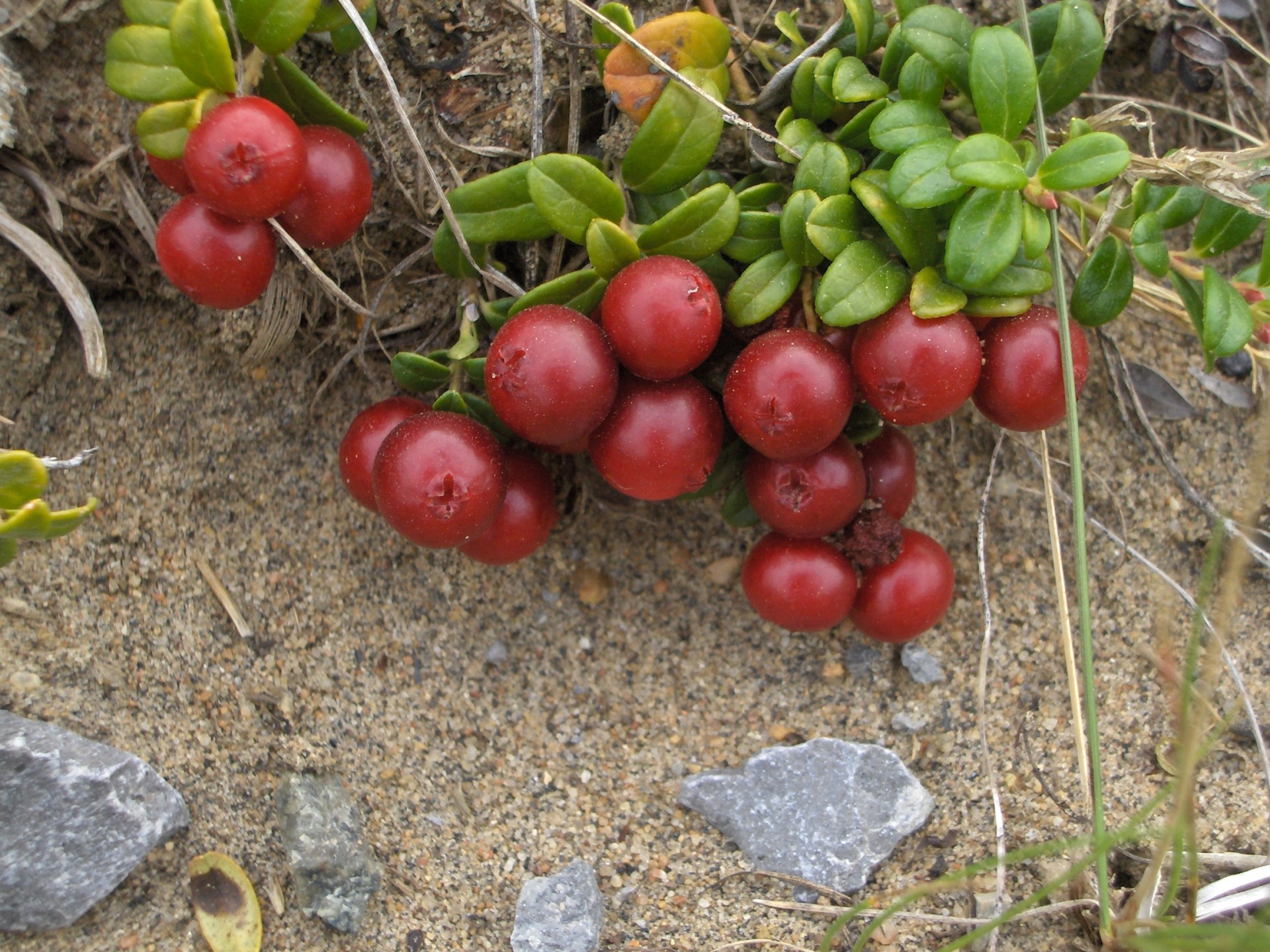 berries cranberries vine ida free photo