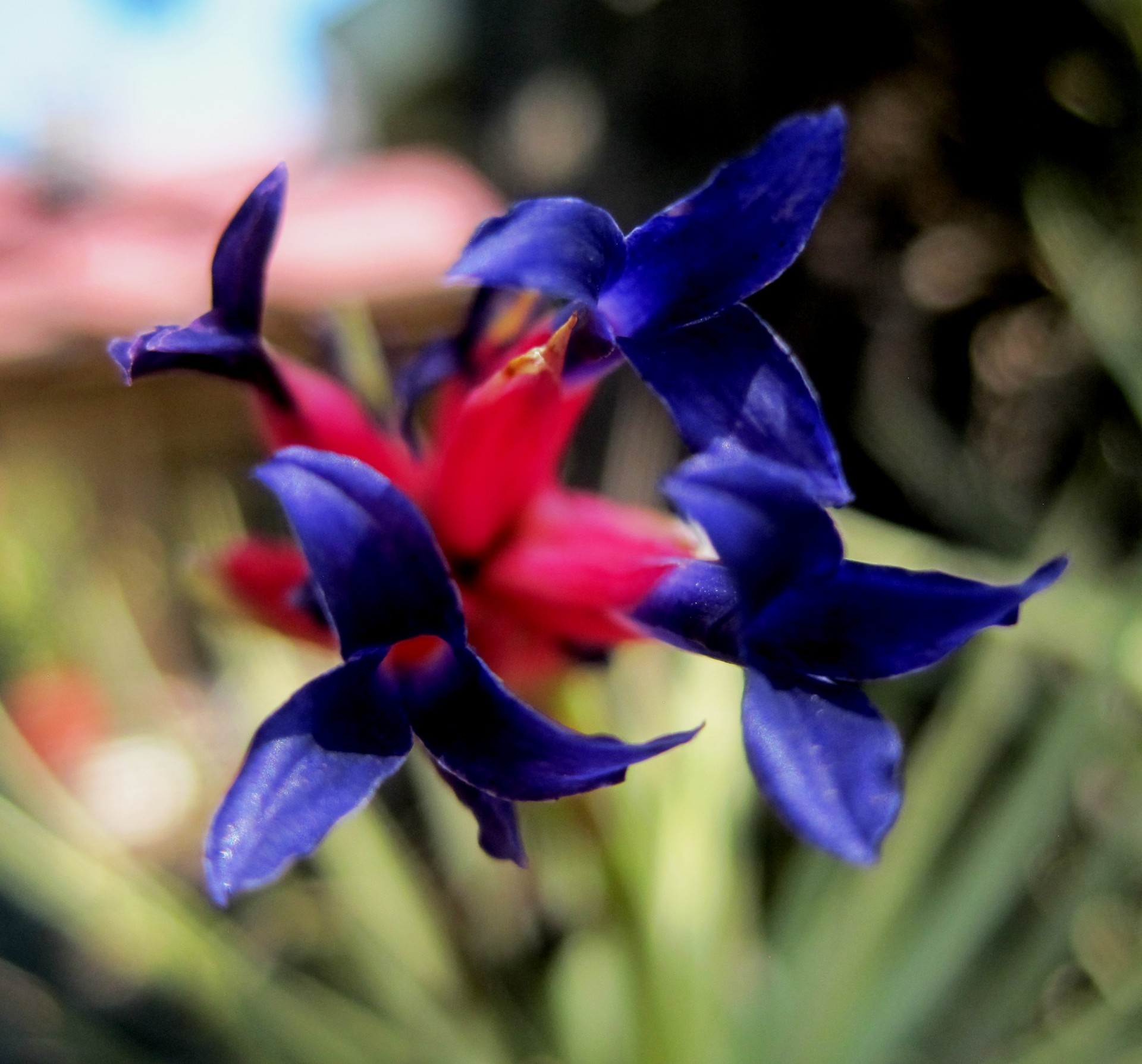 flower deep pink blue-purple free photo