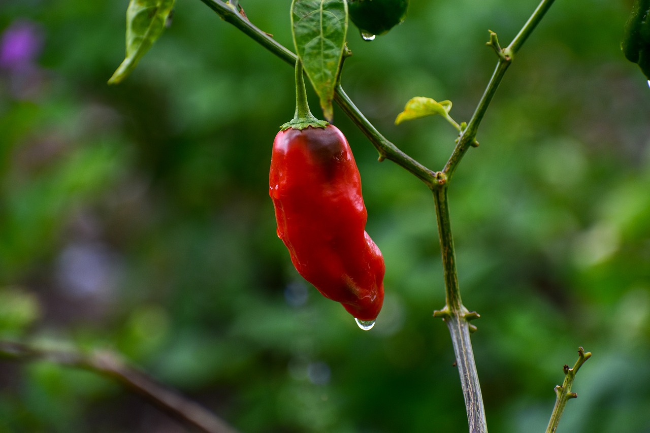 aji  spicy  pepper free photo
