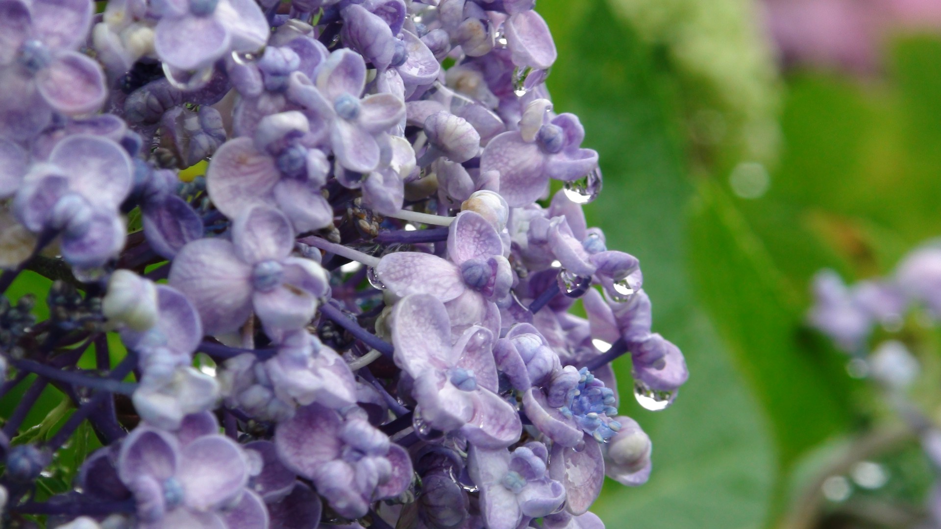 japan hydrangea hydrangea free photo