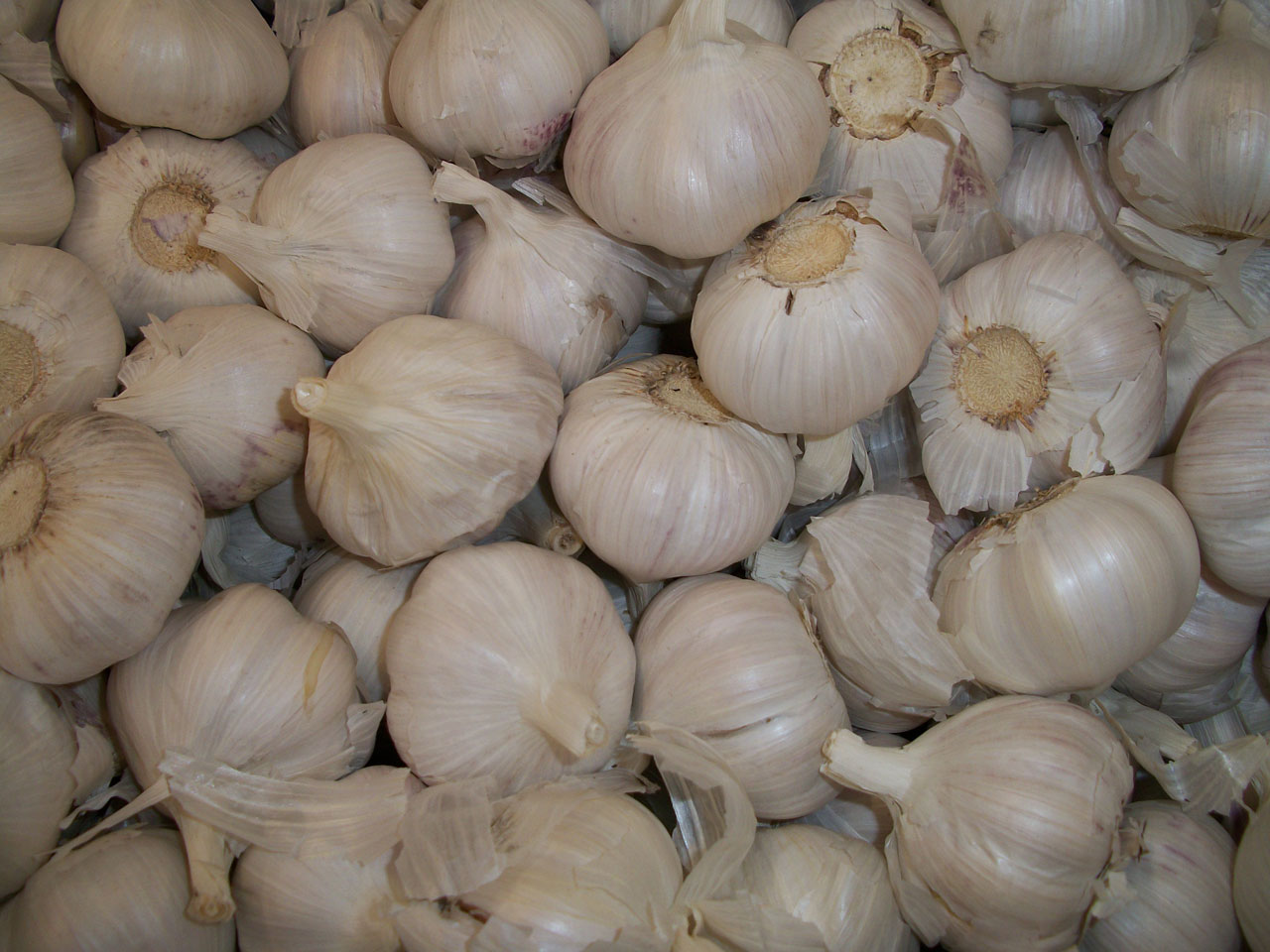 garlic white aromatic free photo