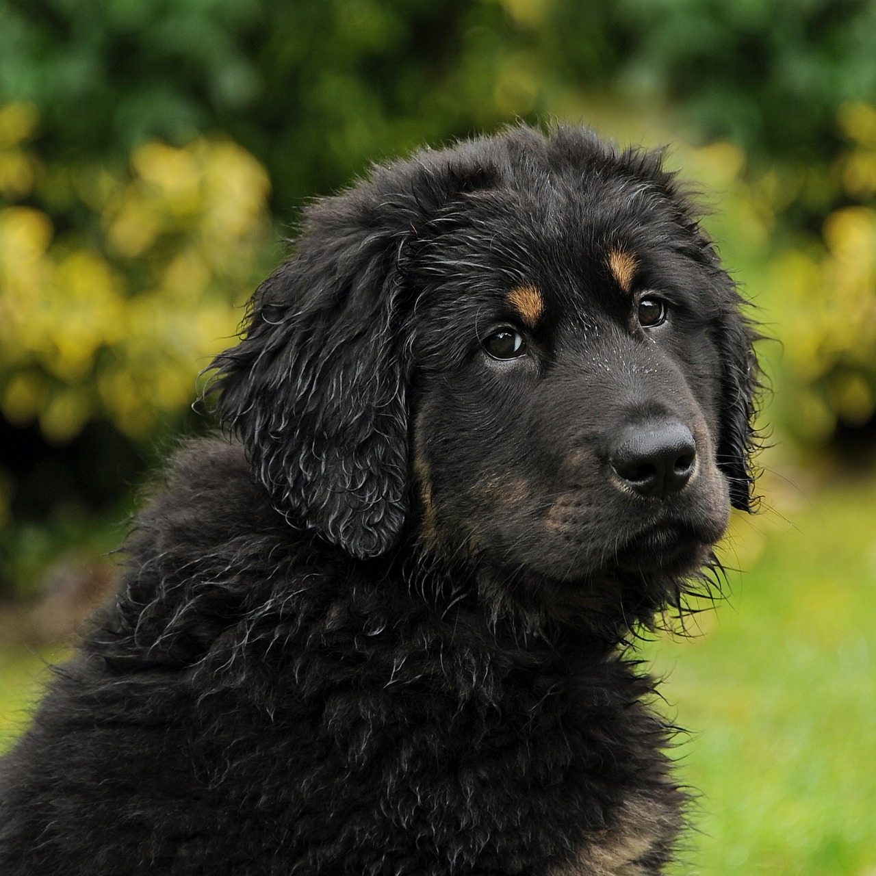 akbash dog herd protection dog free photo