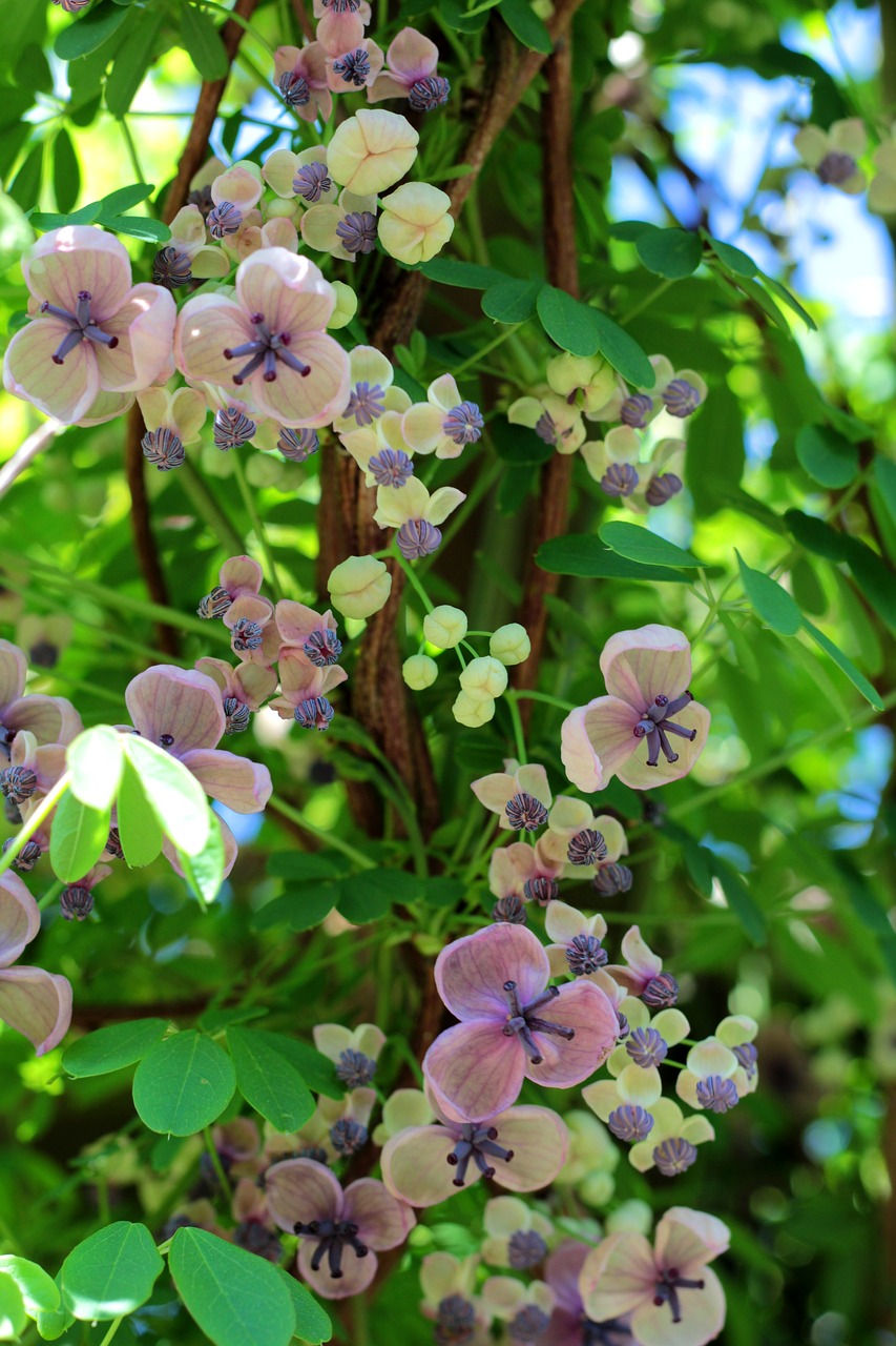 akebia quinata  schijnaugurk  creeper free photo