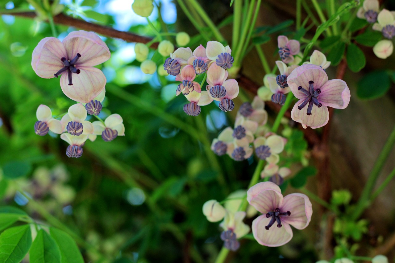 akebia quinata  schijnaugurk  creeper free photo