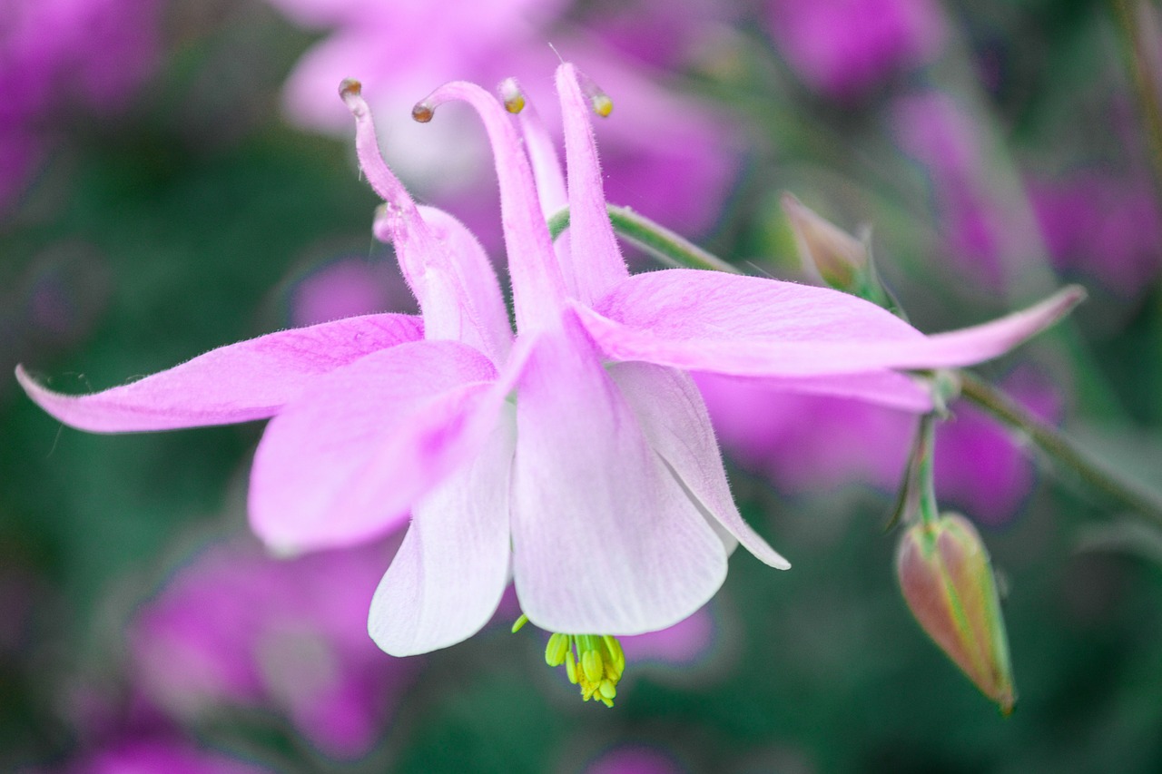 akelei pink flower free photo