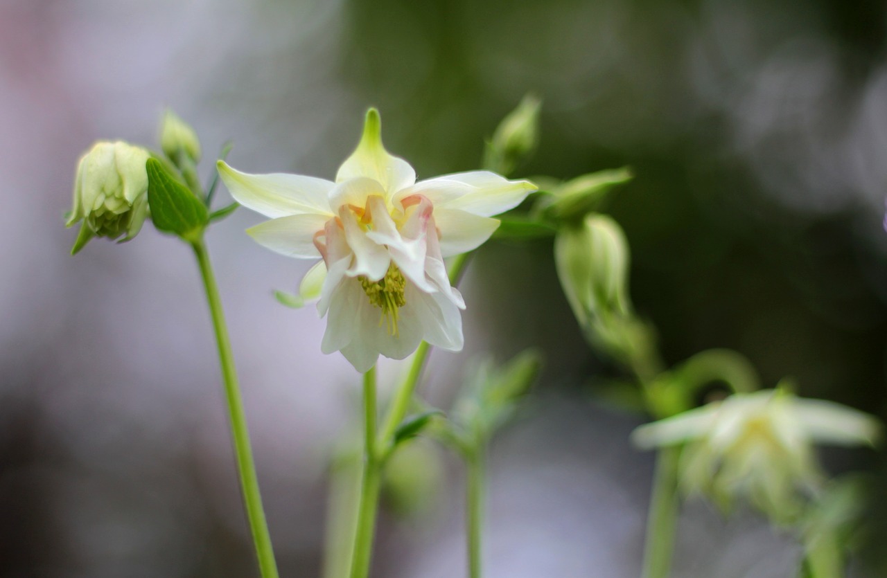 akelei  white  aquilegia free photo