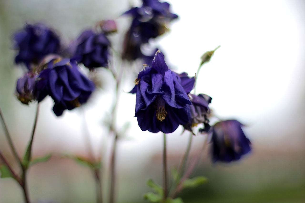 akelei  blue  flower free photo