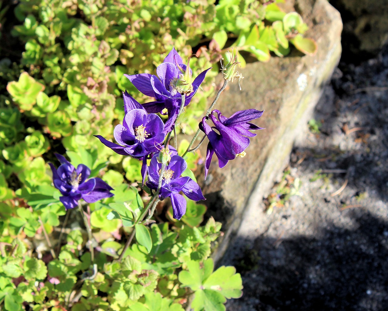 akelei flower purple free photo