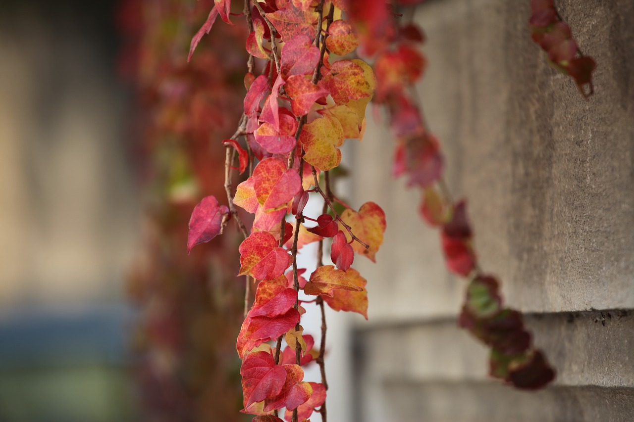 akiba autumn maple free photo