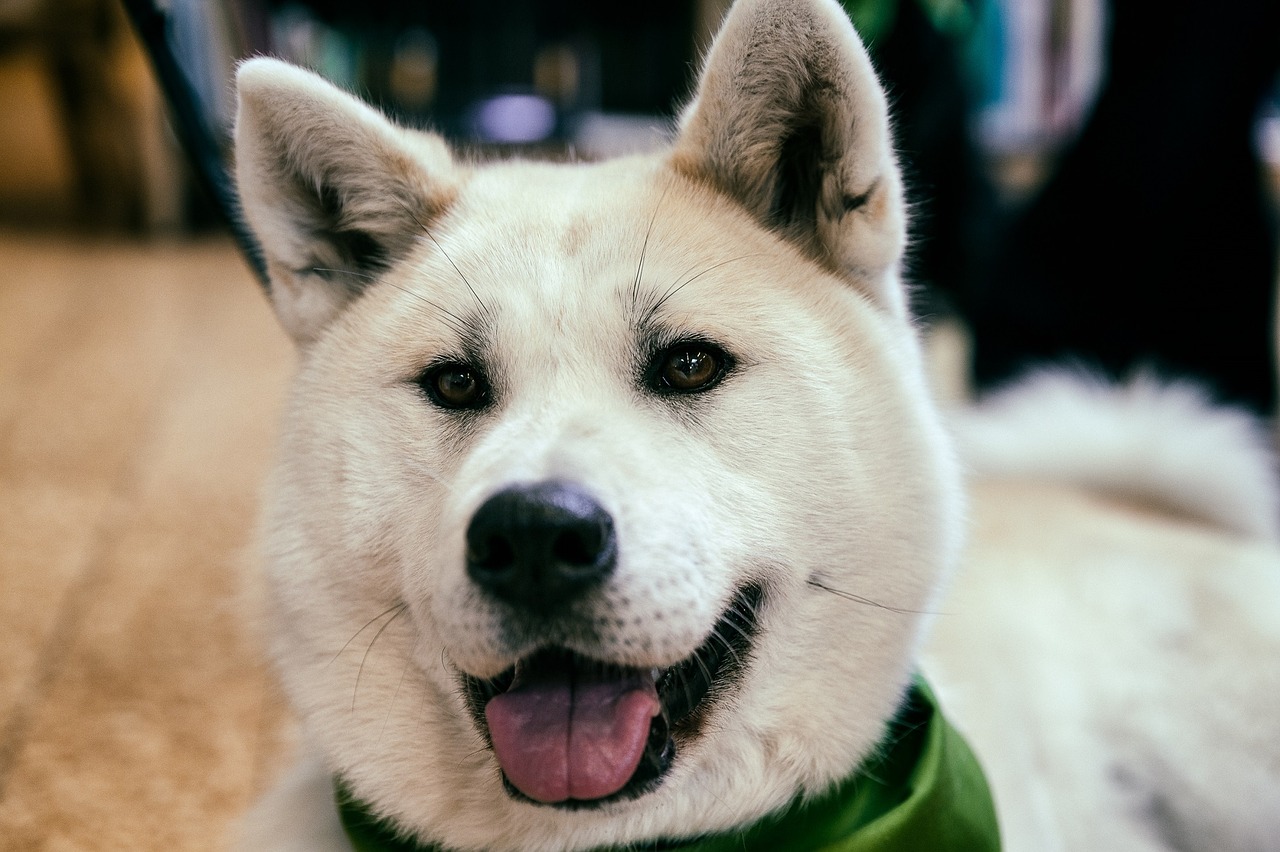 akita dog canine free photo