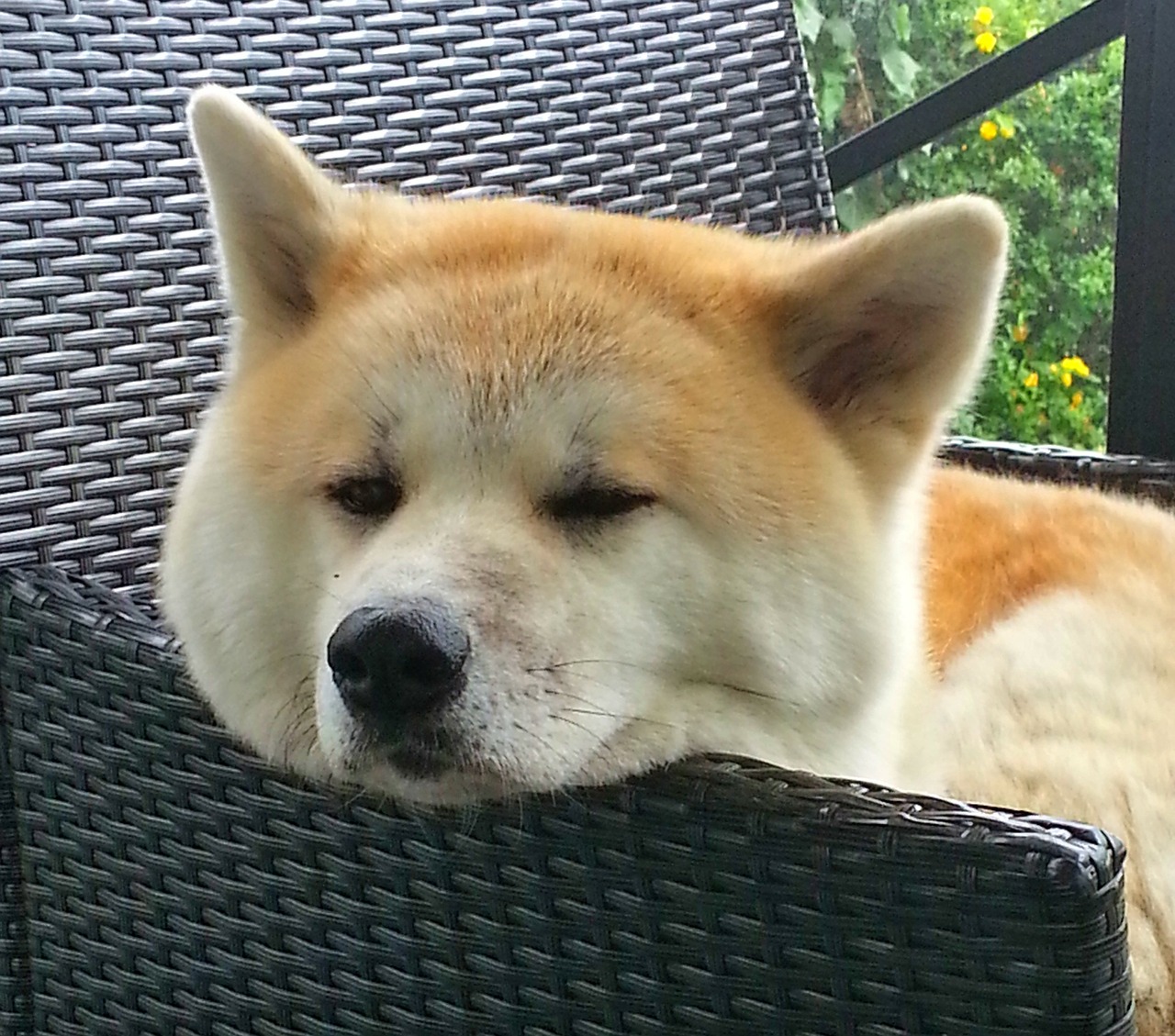 akita dog japan free photo