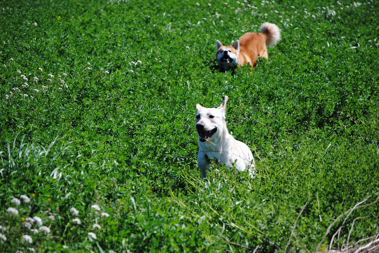 akita labrador dogs free photo