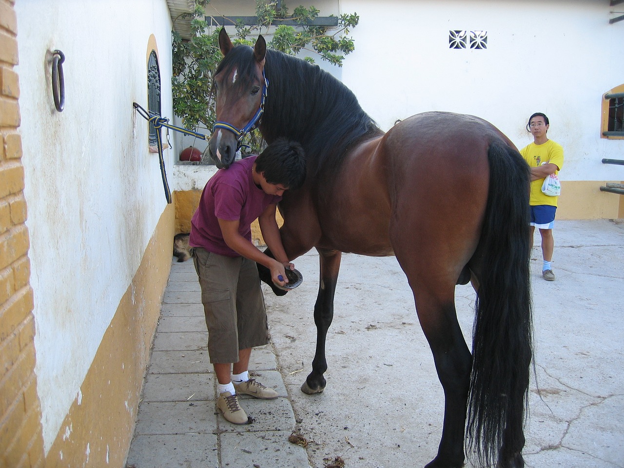 al-kazar horses andalucia free photo
