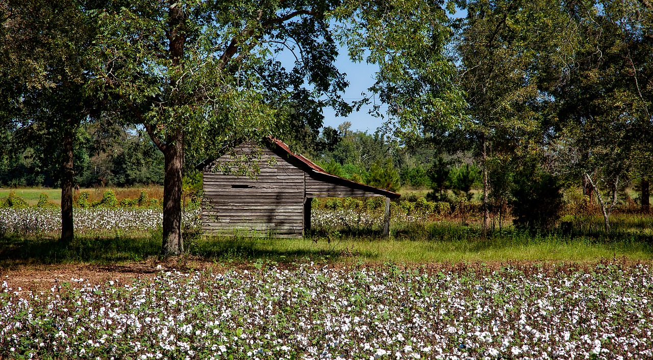 alabama farm cotton free photo