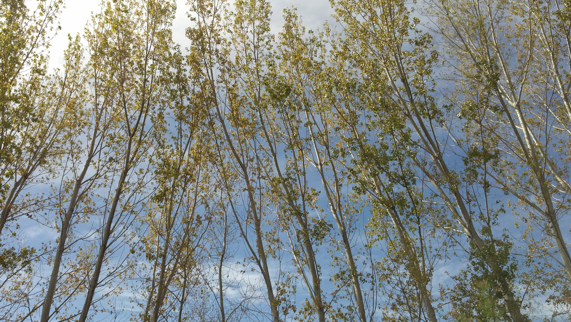 poplar green sky free photo