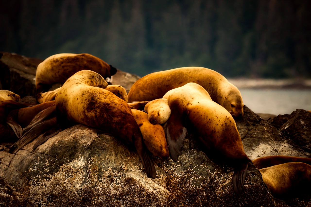 alaska sea lions seals free photo