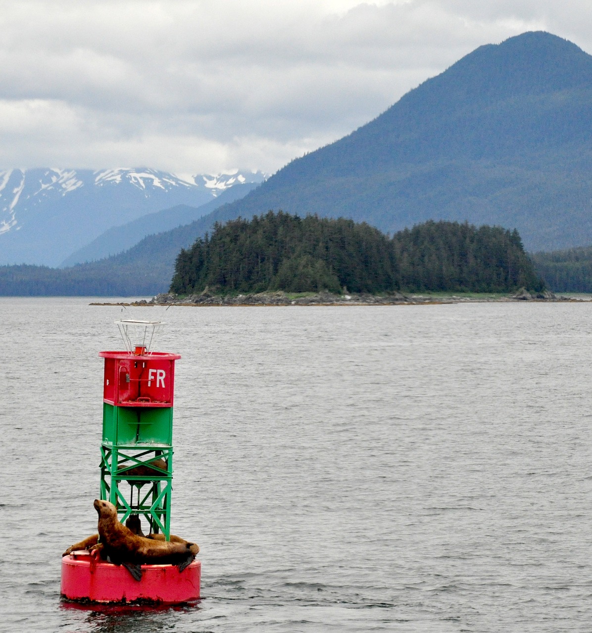 alaska sea lions marine free photo