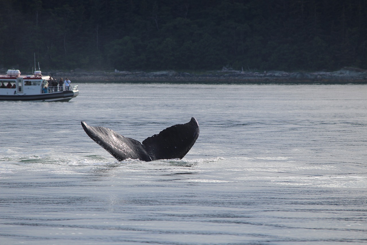 alaska whale tail free photo