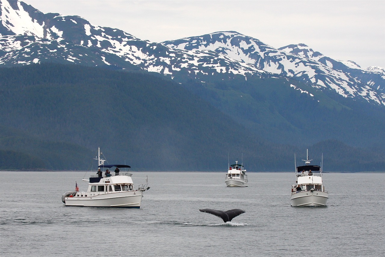 alaska whale tail free photo