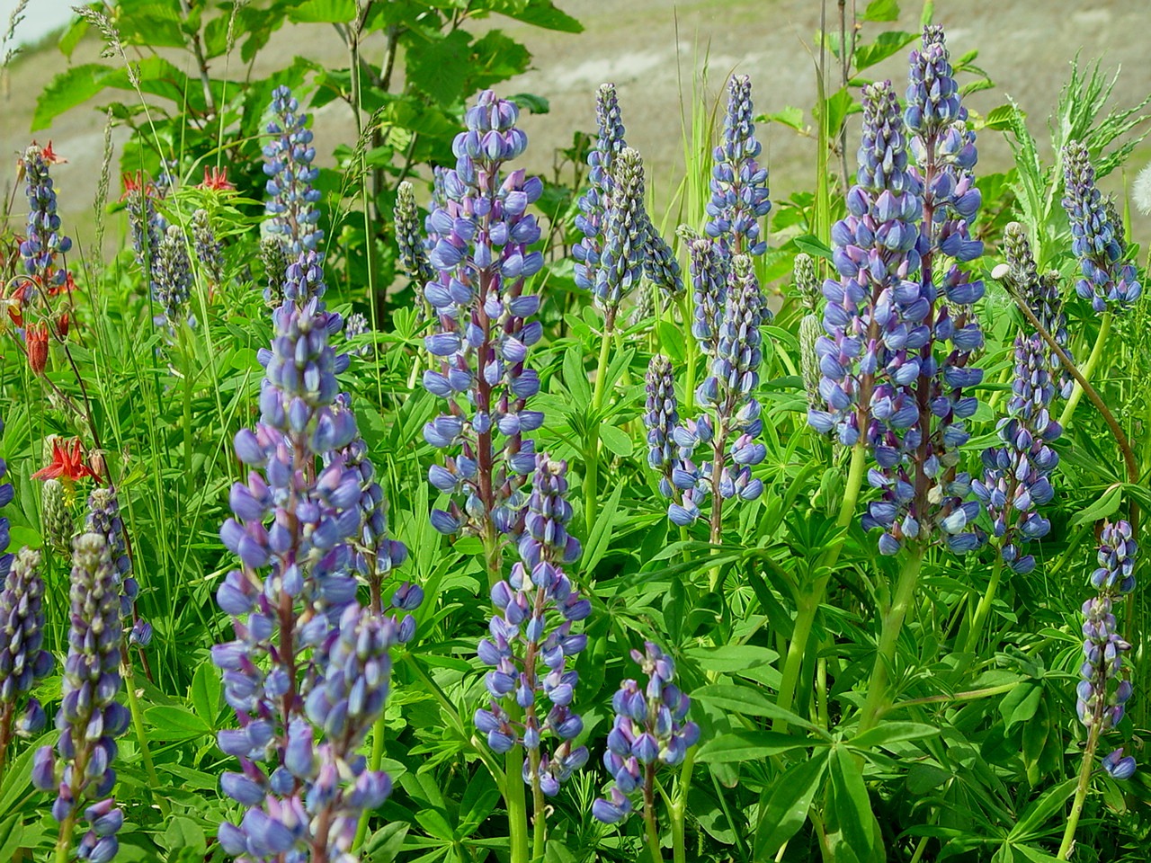 alaska lupine wildflower free photo