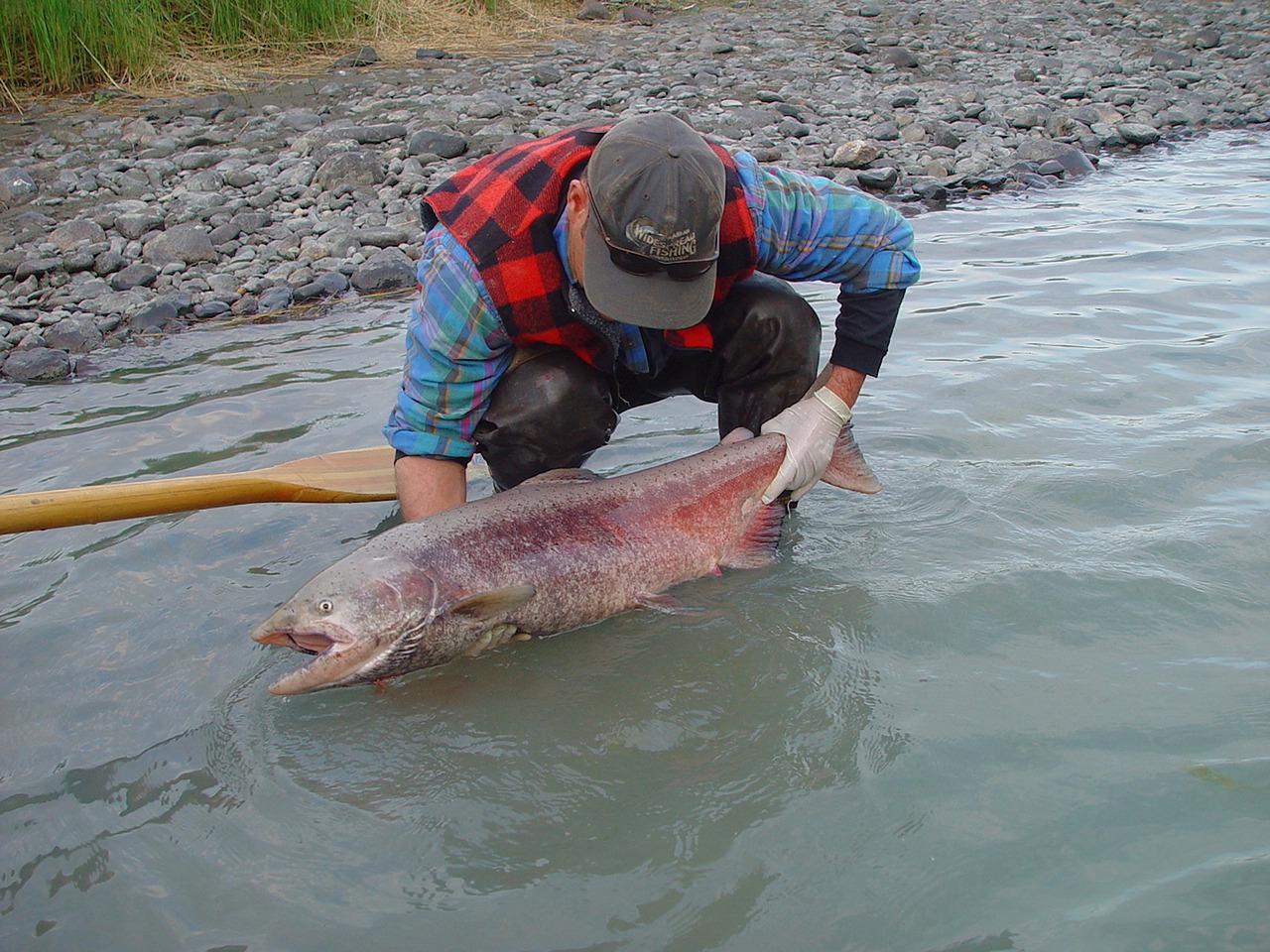 alaska kin salmon river free photo