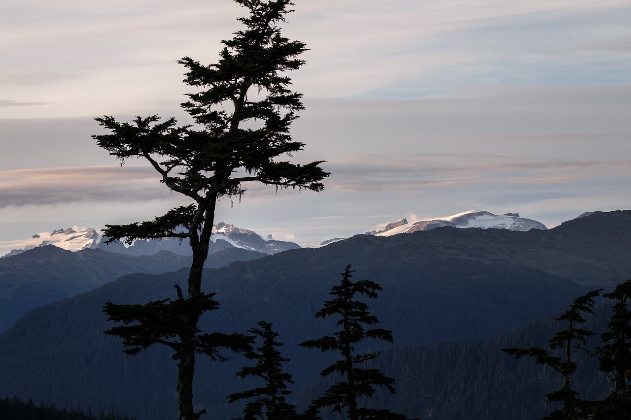 alaska  fir tree  mountains free photo