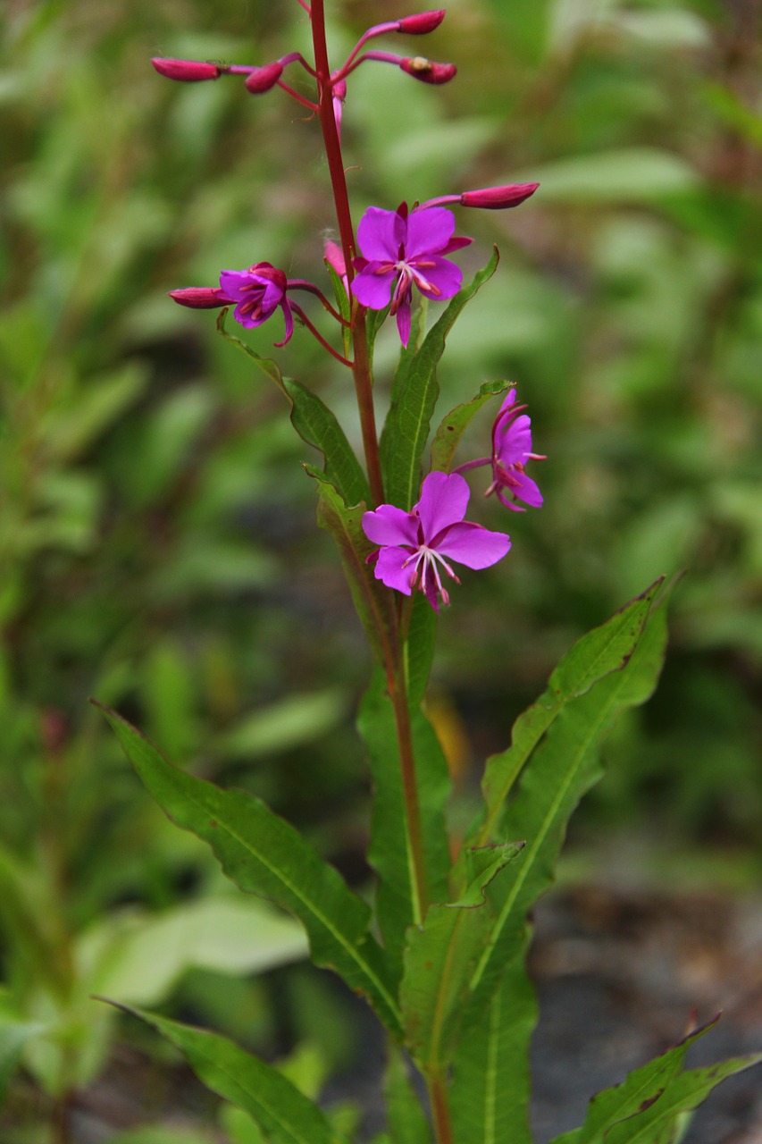 alaska flower fauna free photo