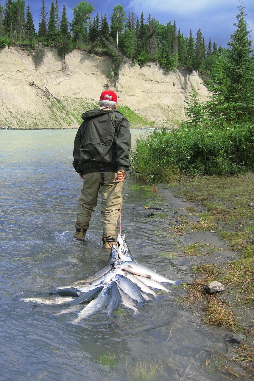 alaska fishing salmon free photo