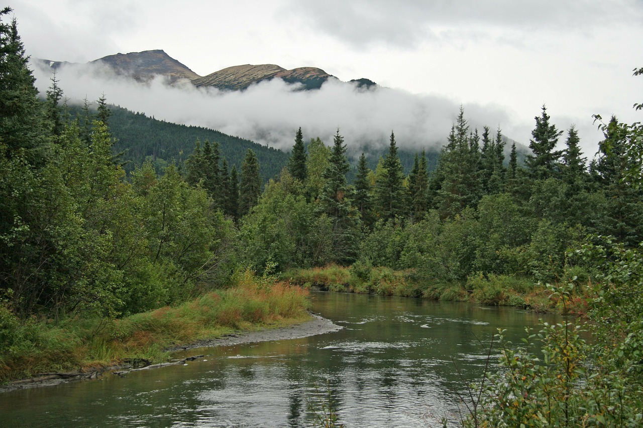 alaska wilderness forest free photo