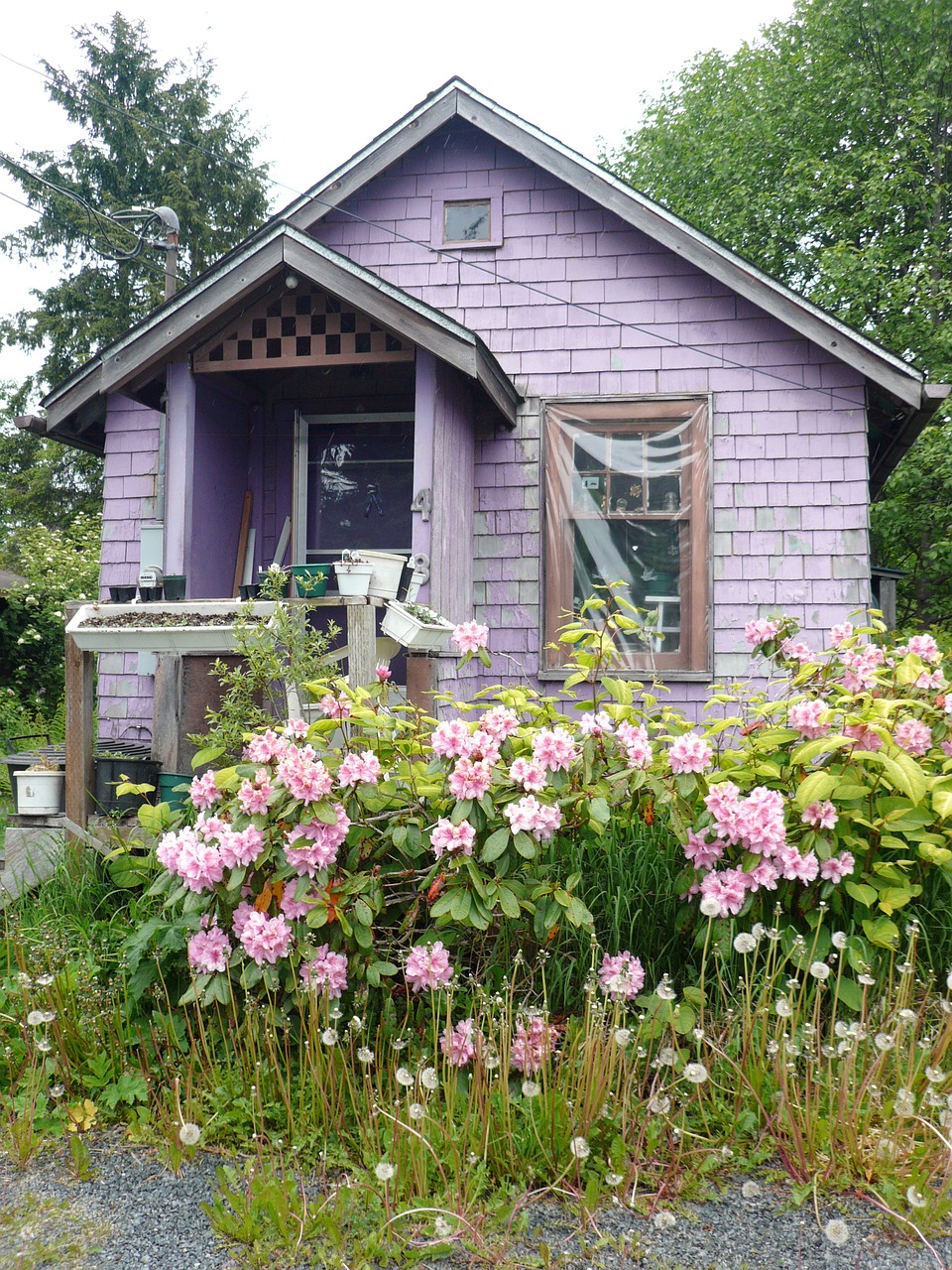 alaska flowers house free photo