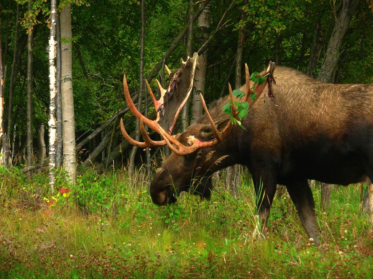 alaska moose animal free photo