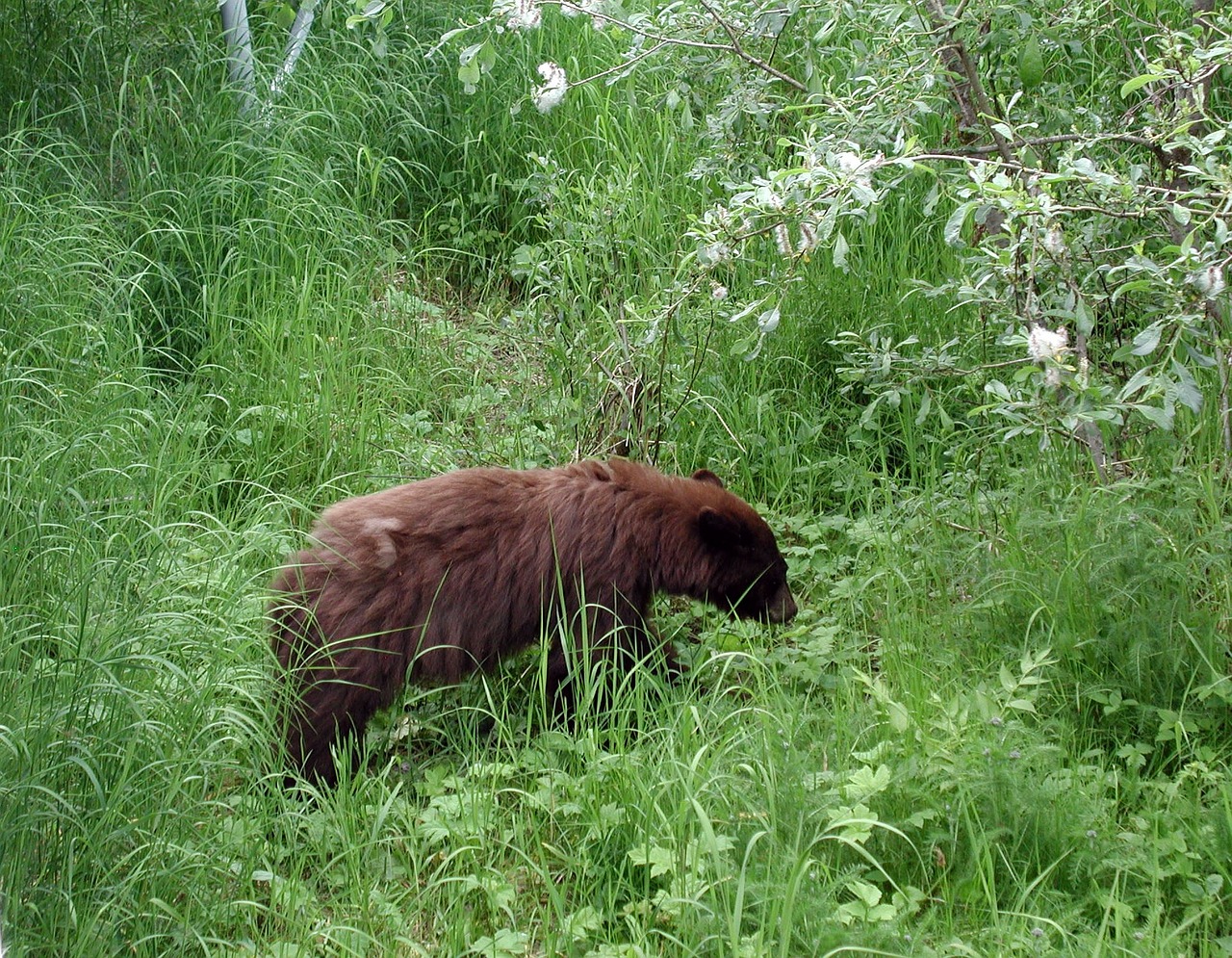 alaska bear bear black bear free photo
