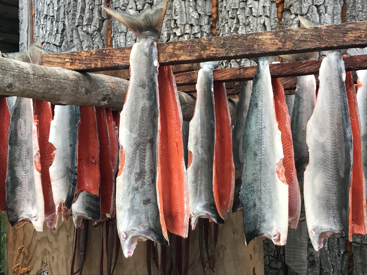 alaska salmon bristol bay drying salmon free photo