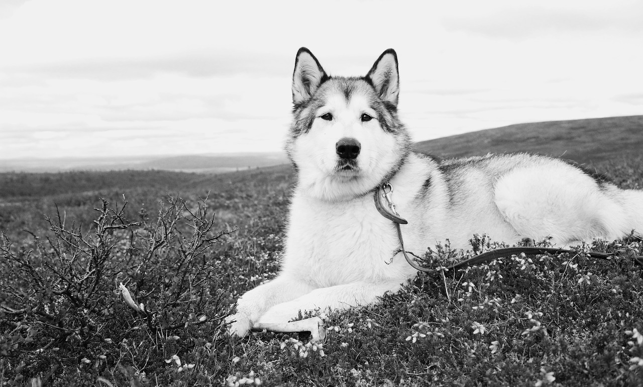 alaskan malamute wolf free photo