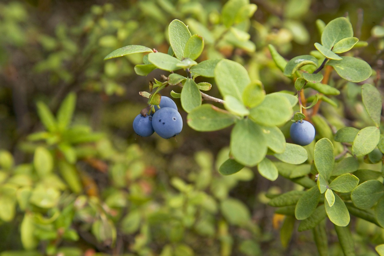 alaskan blueberry branch free photo