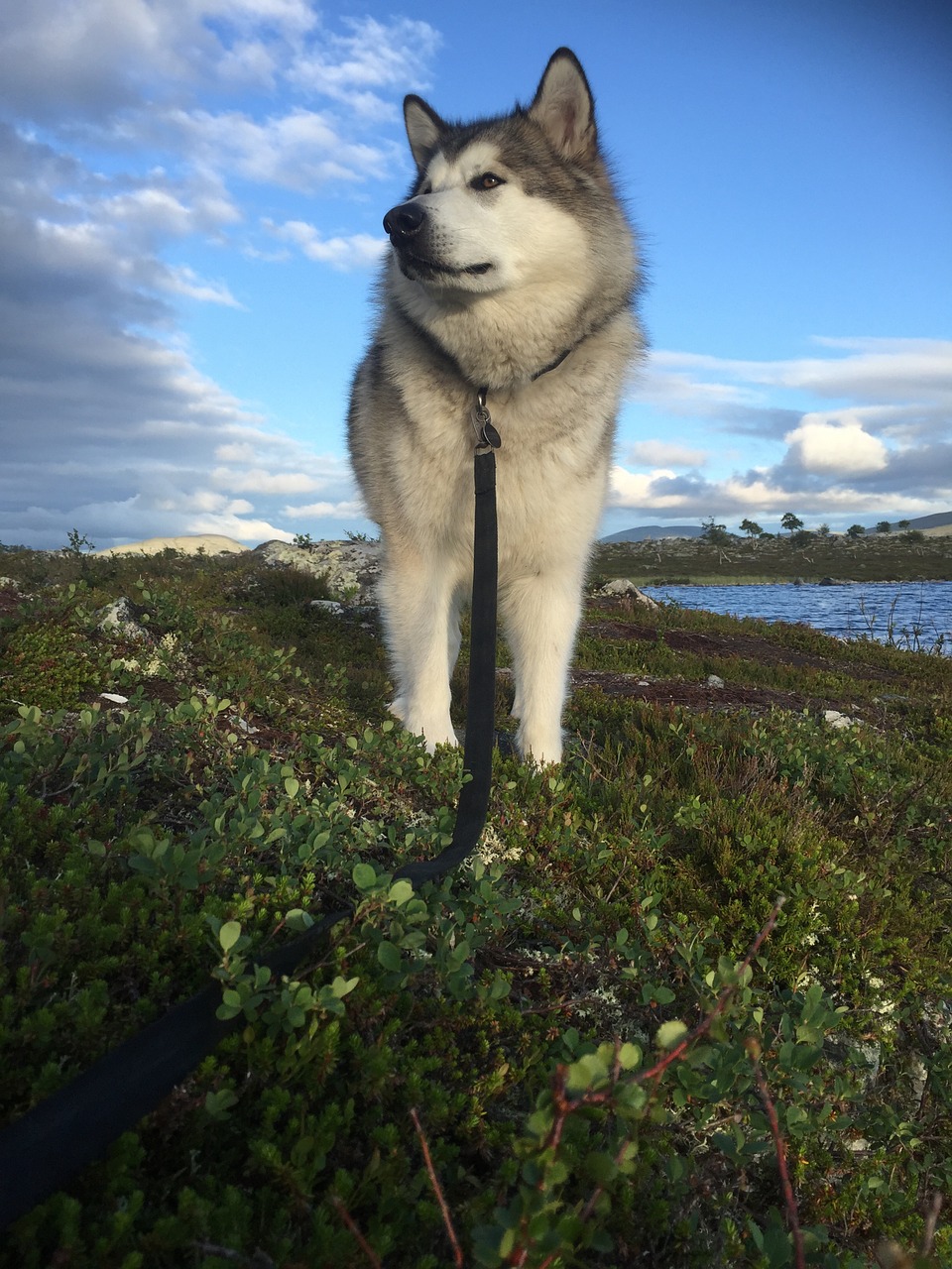 alaskan malamute sled dog norway free photo