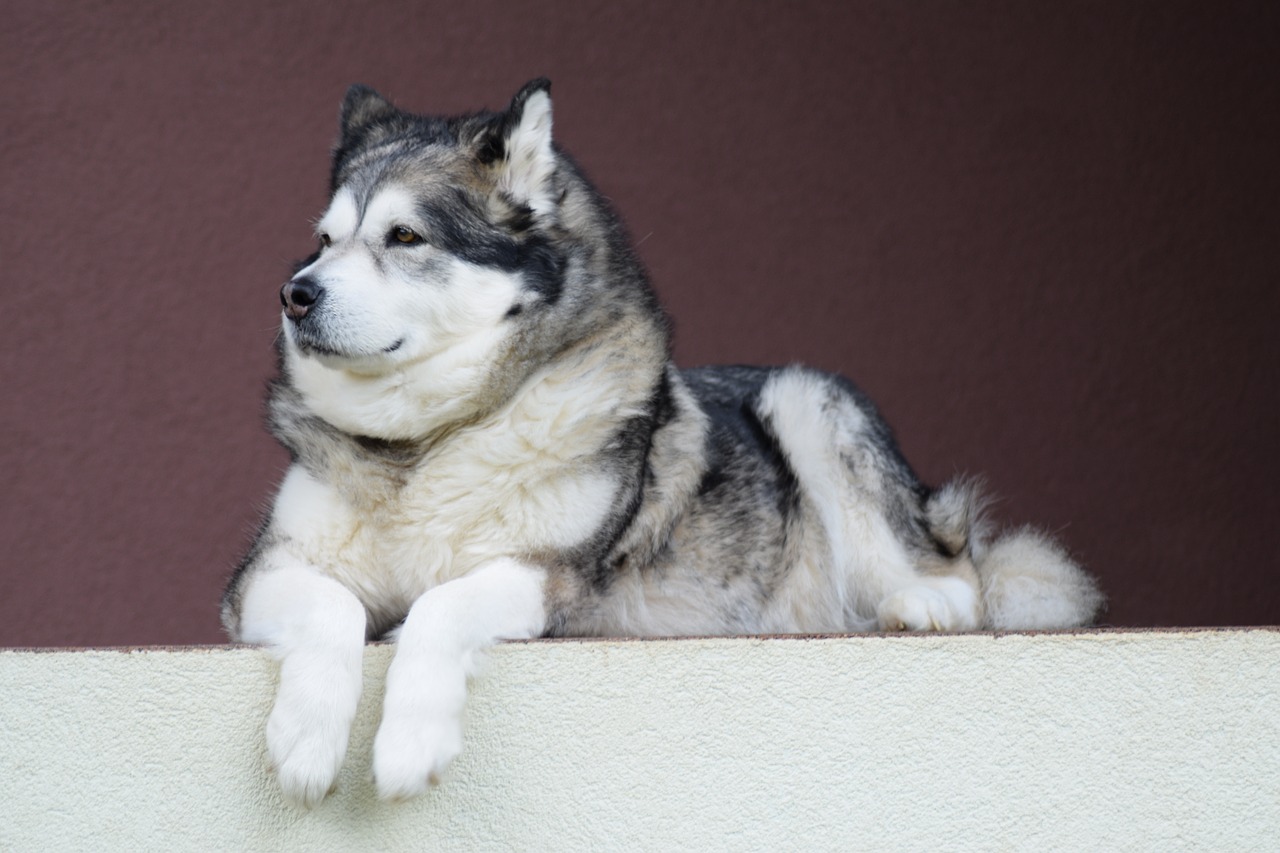 alaskan-malamute malamute dog free photo