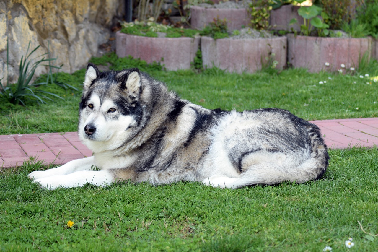 alaskan-malamute malamute dog free photo