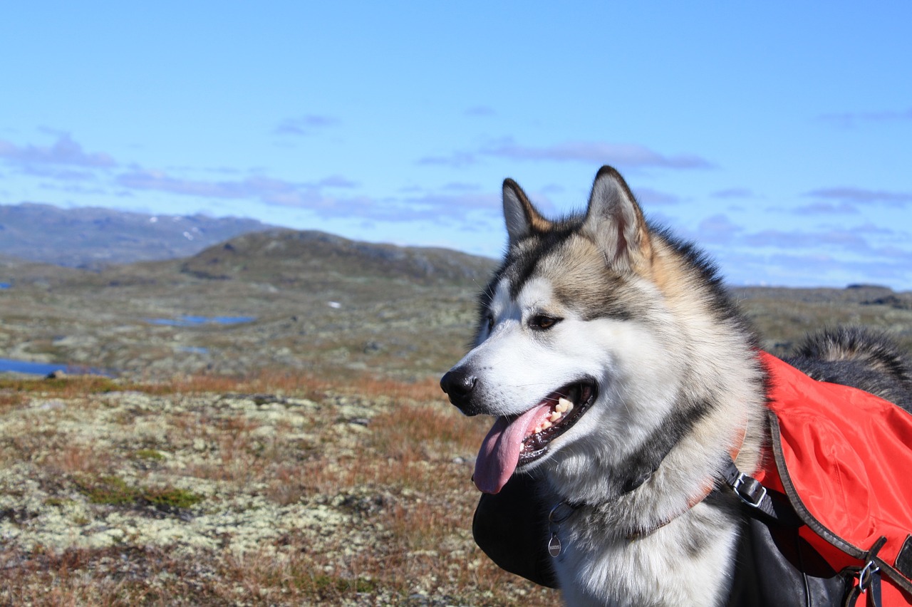 alaskan malamute climbed sled dog free photo