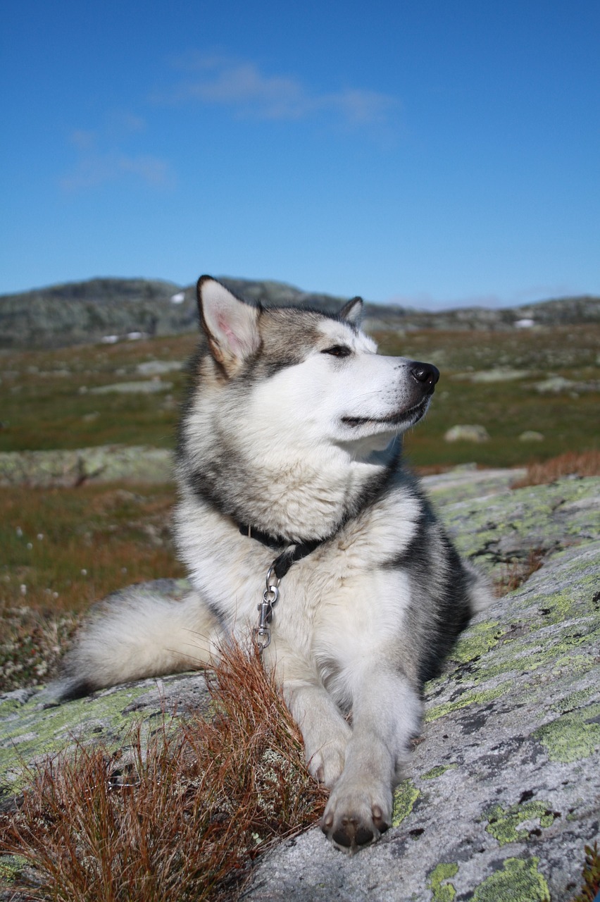 alaskan malamute the hardangervidda mountain plateau tour free photo