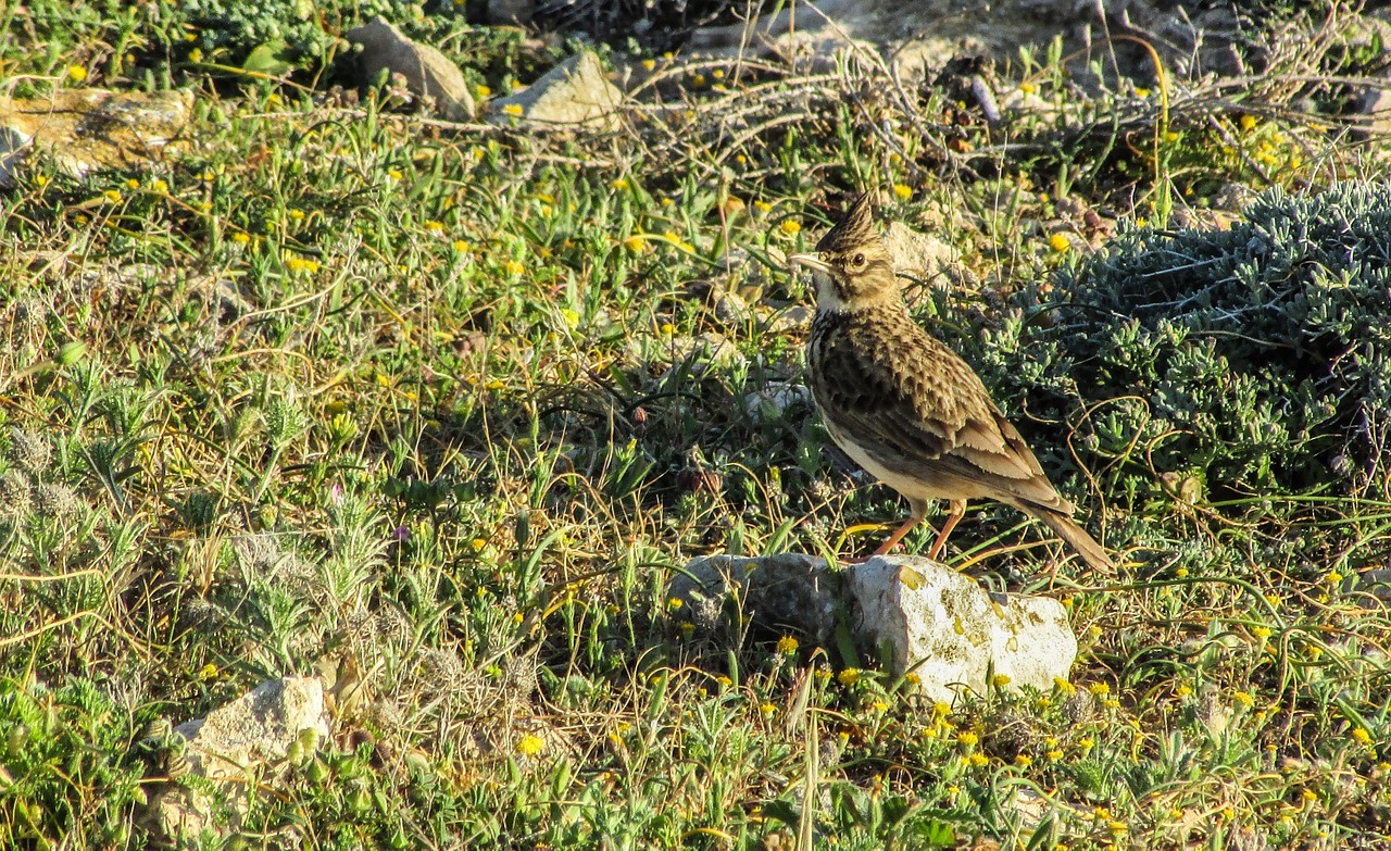 alauda arvensis bird nature free photo