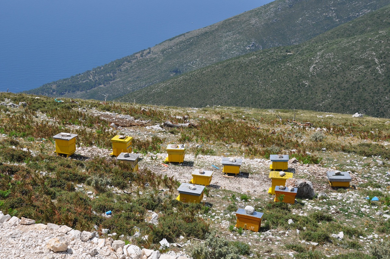 albania beehives apiculture free photo