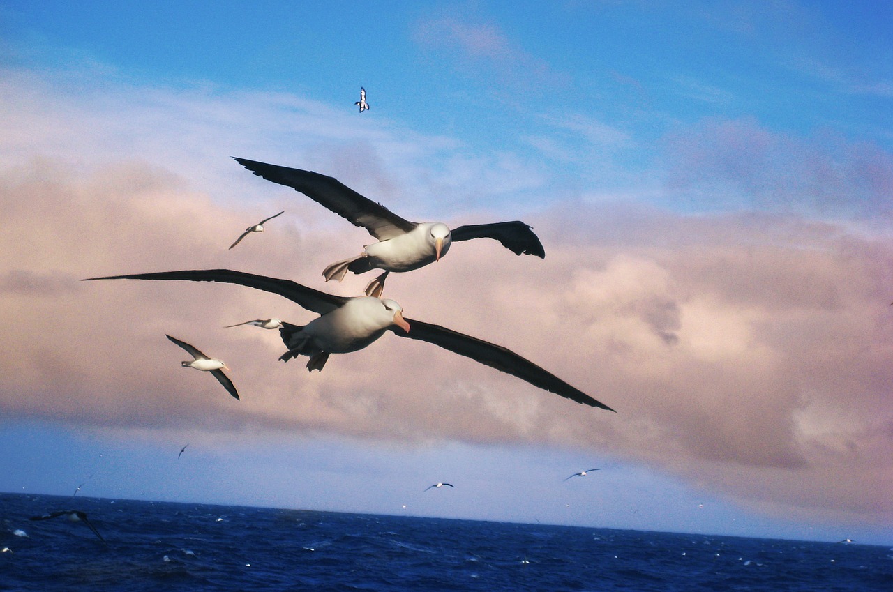 albatros birds aquatic free photo