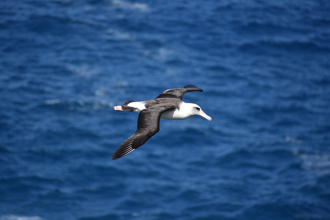 albatross bird birding free photo