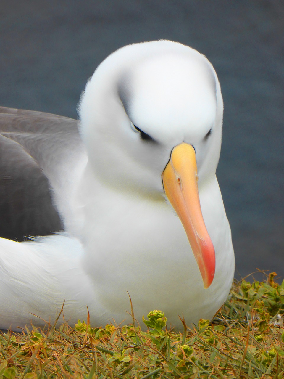 albatross bird bill free photo