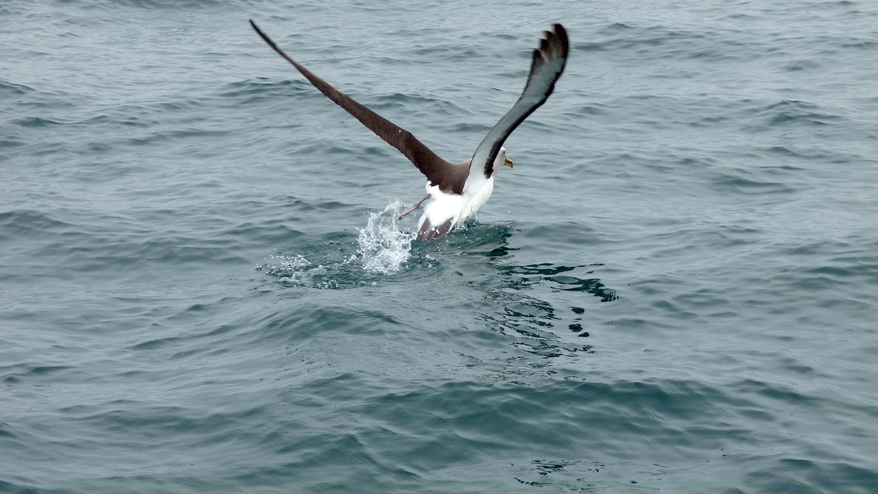 albatross running new zealand free photo