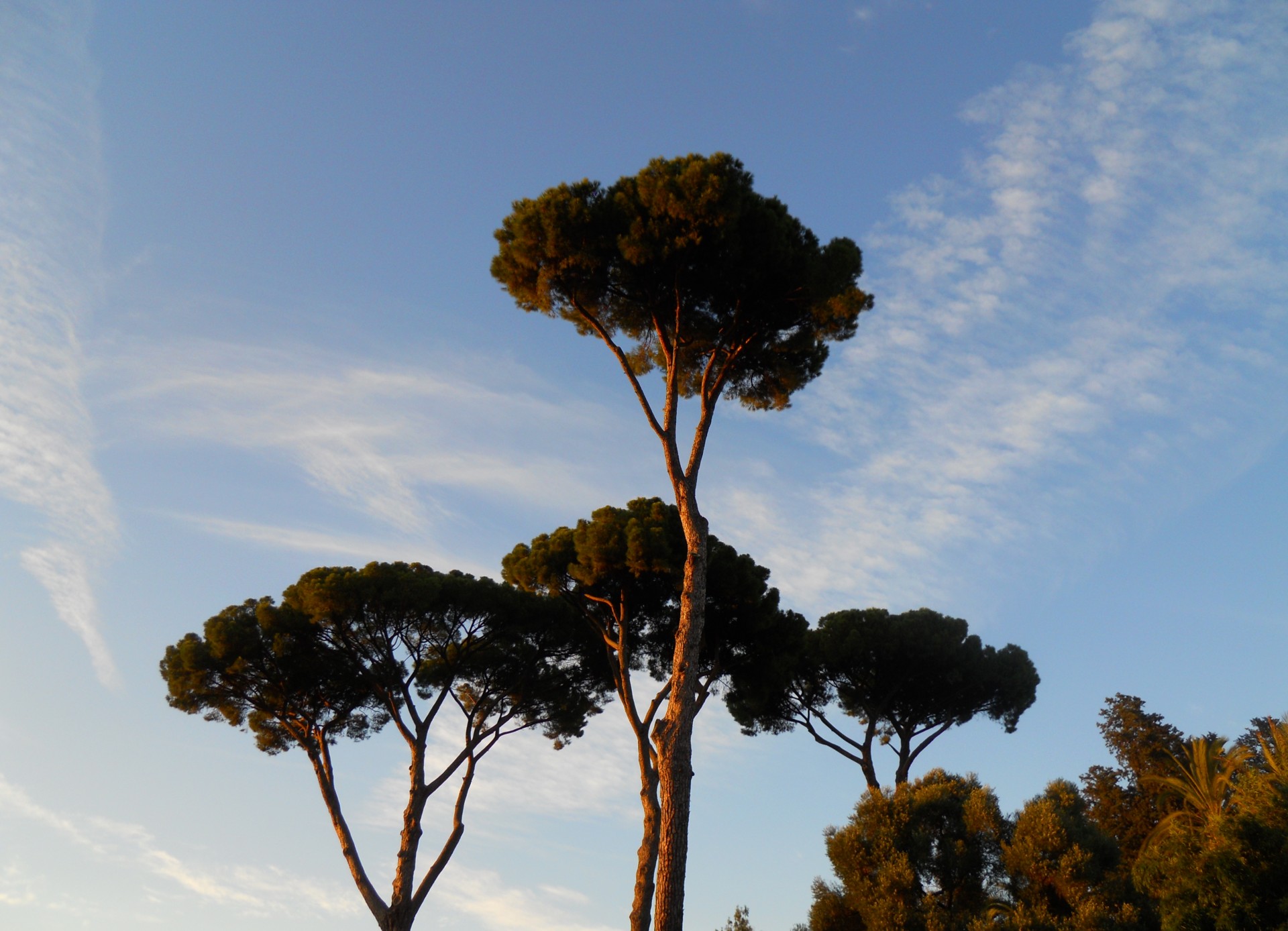 pine trees pines free photo